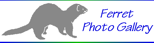 Ferret Photo Gallery