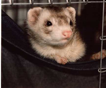 homemade bitter apple spray for ferrets